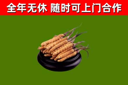 绿园烟酒回收冬虫夏草.jpg